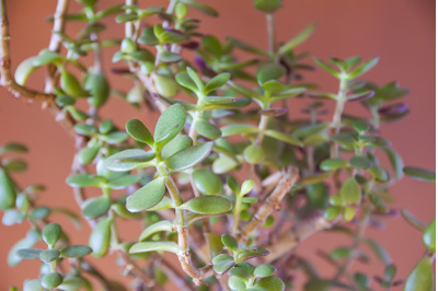 Crassula plant close up