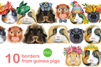 Borders from guinea pigs
