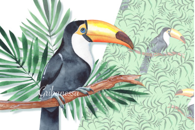 Watercolor toucan bird and seamless patterns