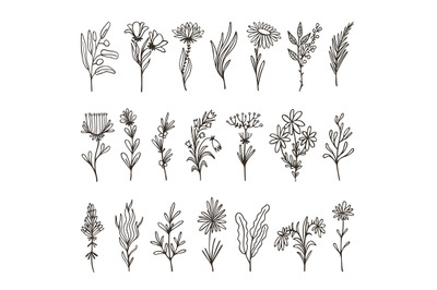 Isolated decorative floral branches. Wildflower twig hand drawn, herb