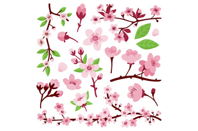 Blossom sakura flowers. Japanese sakura flower, flat cherry floral bra