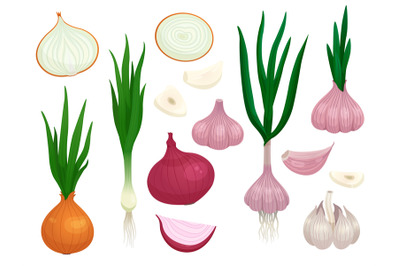 Garlic and onion veggies. Organic vegetables spice, isolated cartoon g