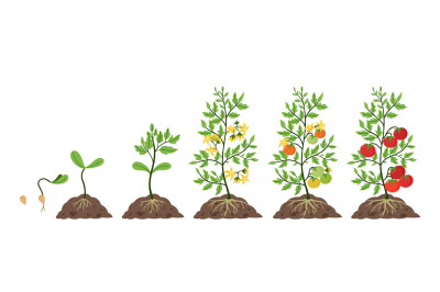 Tomato plant growth. Life cycle, growing stages from tomatoes seeds, s