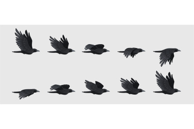 Crow fly sequence. Black flying raven silhouette, black bird wing move