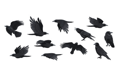 Raven set. Black crow silhouettes&2C; blackbird different poses flying wi