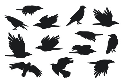 Crow silhouette. Group of flying ravens with feathers beak claw, creat