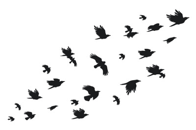 Flock of crows. Flying black birds in sky monochrome flutter raven sil