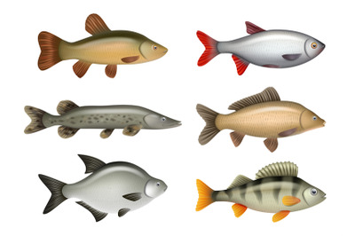 Realistic fish. River swimming water fresh fishes herring bass salmon