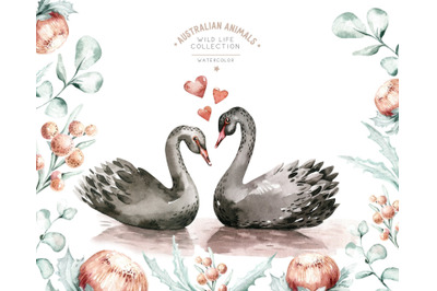 Watercolor black swan clipart Cute animals Love Romantic Birds Family