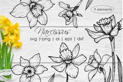 Narcissus Line Art Flowers