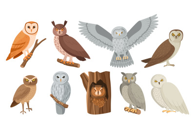 Owl birds. Cute owlet sitting on tree branch, hide in hollow and flyin