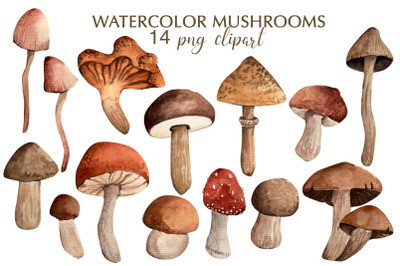 Watercolor clipart. Autumn mushrooms watercolor illustration