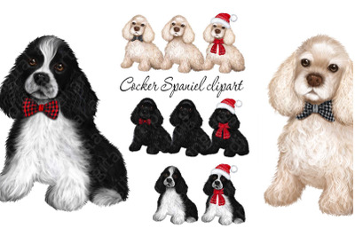 Cocker Spaniel png clipart. Dogs png clipart. Spaniels