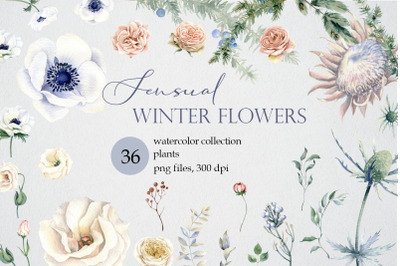 Watercolor winter flowers clipart PNG. Woodland branches, white anemon