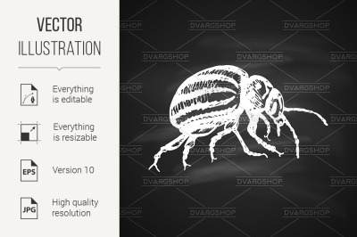 Colorado potato beetle Icon