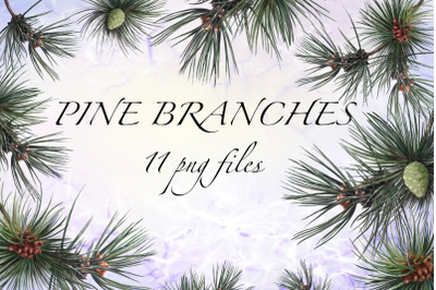 Pine Branches