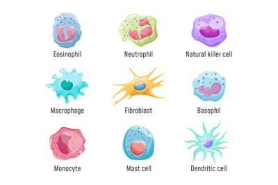 Cells lymphocyte. Immune system human anatomy, blood cell or leukocyte