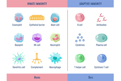 Adaptive immune system. Cells Innate immunity Complement protein, Anat