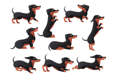 Daushund poses. Cartoon dachsand dogs characters pose, pedigree breed