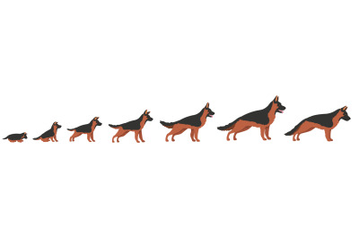 Dog growth. Stage progression growing dogs, life cycle from puppy to a