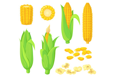 Cartoon kernels maize. Green corncob with leaf, ear golden corn, grain