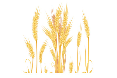 Cartoon rye spikelet. Spikelets grain cereals whole barley, ears wheat