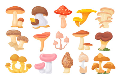 Forest ceps. Cartoon oyster mushrooms, autumn harvesting mushroom, wil