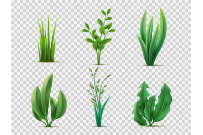 Realistic spring grass. Green meadows plants and herbs, lawn grass, br