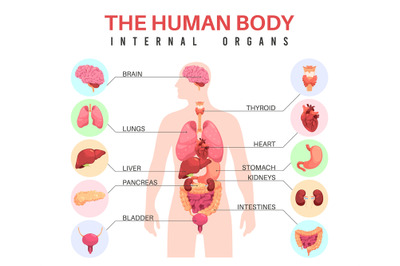 Organs in human body. Anatomical man silhouette&2C; internal organs&2C; educ