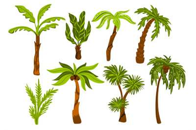 Palm trees. Decorative tropical trees with different shapes leaves, bo