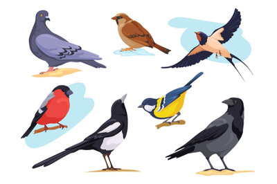 Common birds. Cartoon isolated city and forest bird pigeons sparrows b