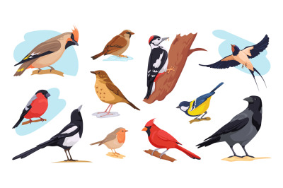 European birds. Winter autumn bird species, wild or garden birdie with