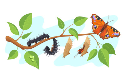 Lepidoptera metamorphosis. Caterpillar to butterfly development proces