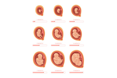 Fetal stages. Stage growth embryo, process fetus development 1 9 month