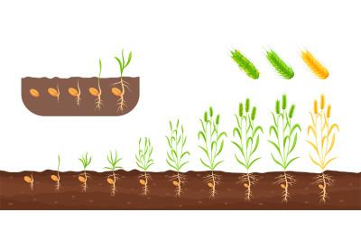 Wheat growth stages. Germination sedding plant, growing sprout plantat