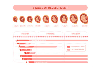 Embryonic development. Stages prenatal growth healthy fetus, fetal pro