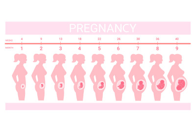 Stages fetus in belly. Timeline prenatal development, weeks months tri