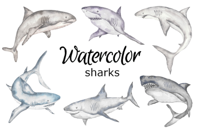 Shark watercolor clipart