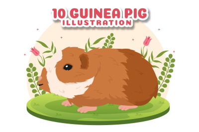 10 Guinea Pig Pets Illustration