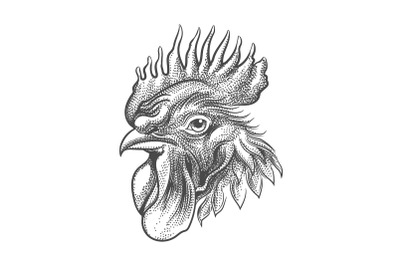 Rooster Head Tattoo drawn in engraving Style
