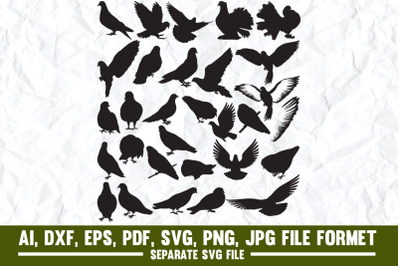 Pigeon, bird, birds, pigeons, dove, funny, cute, animal, animals, pige