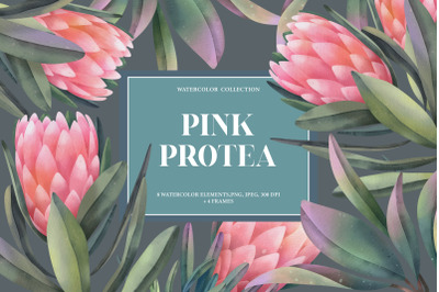Pink Watercolor Protea Flower Clipart Set. Tropical Flowers