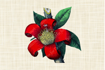 Vintage Red Botanical Flower Clip Art