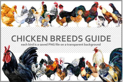 CHICKEN BREEDS GUIDE|WATERCOLOR PNG