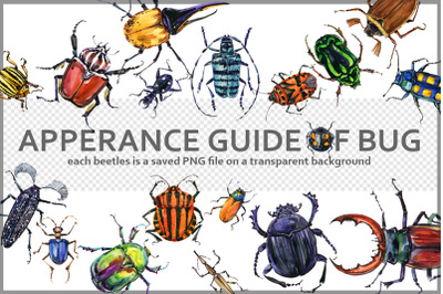 Beetles Watercolor Guide PNG