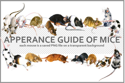 Apperance Guide of Mice PNG