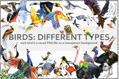 Watercolor Bird collection PNG