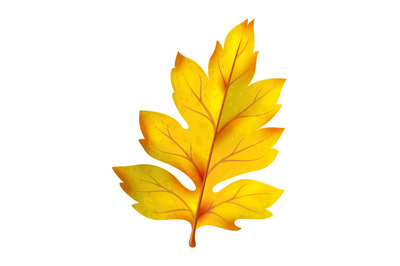 Yellow leaf. Realistic autumn foliage, orange fallen leaves, bright bo