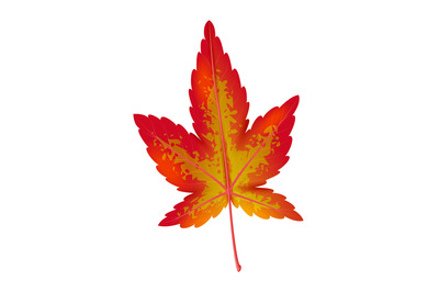 Realistic autumn leaf. Red and orange maple foliage, bright colors fal