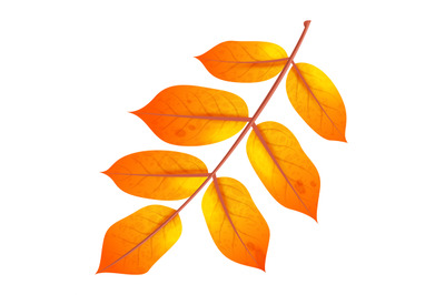 Realistic autumn leaf. Fall orange wood foliage, single decor element,